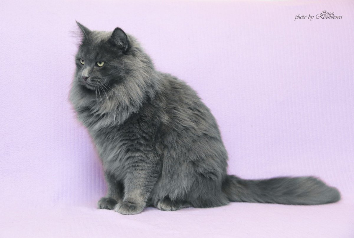 Кот Нибелунг черный