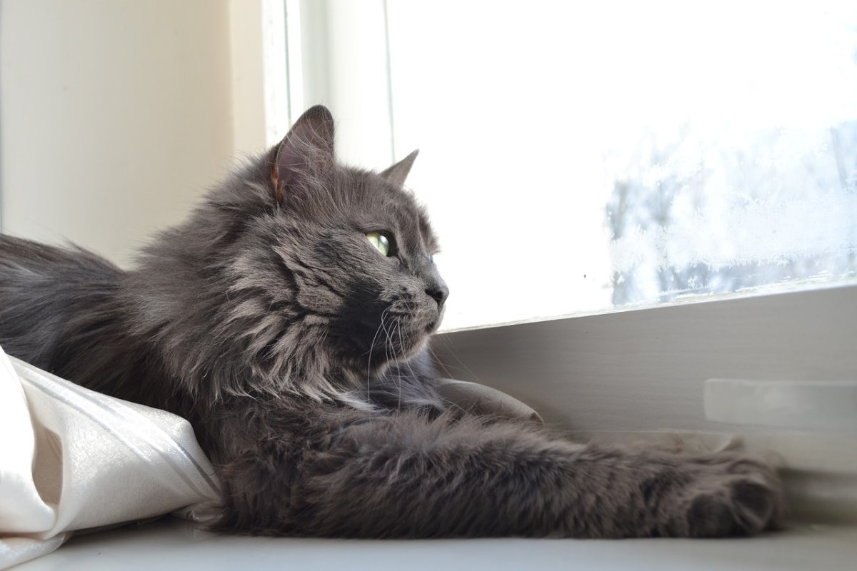 Сибирская кошка дымчатая