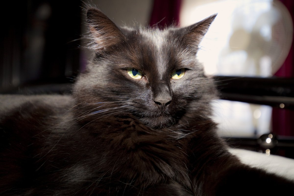 Сибирский Нибелунг