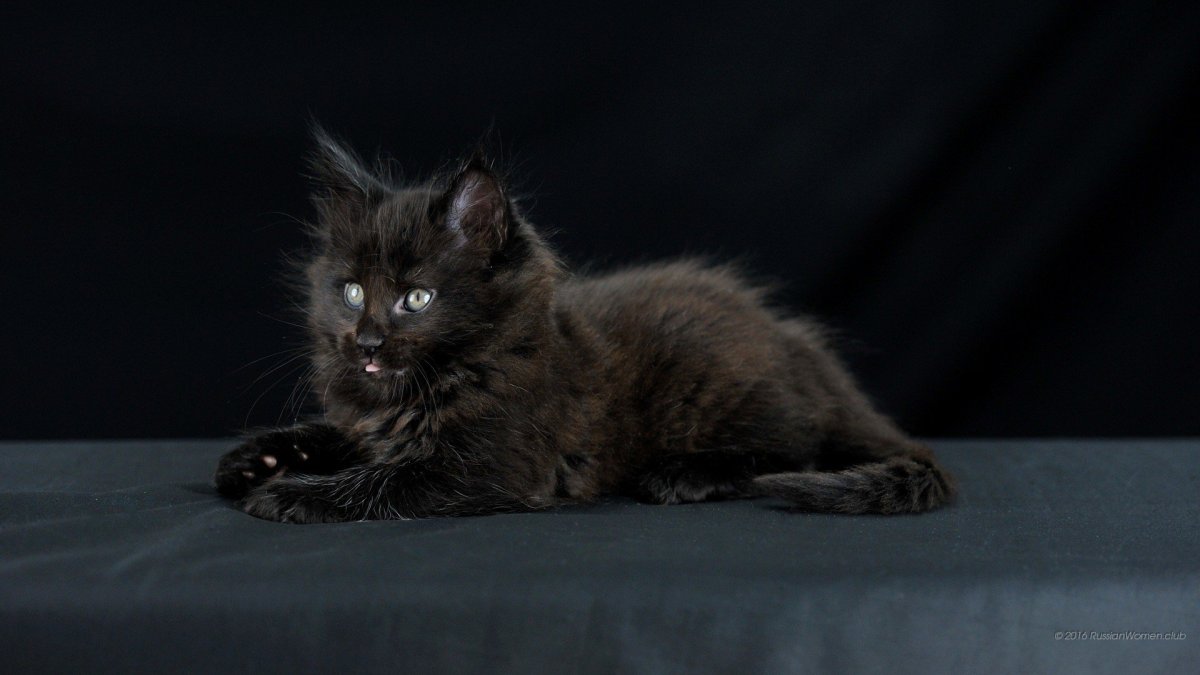 Нибелунг кошка