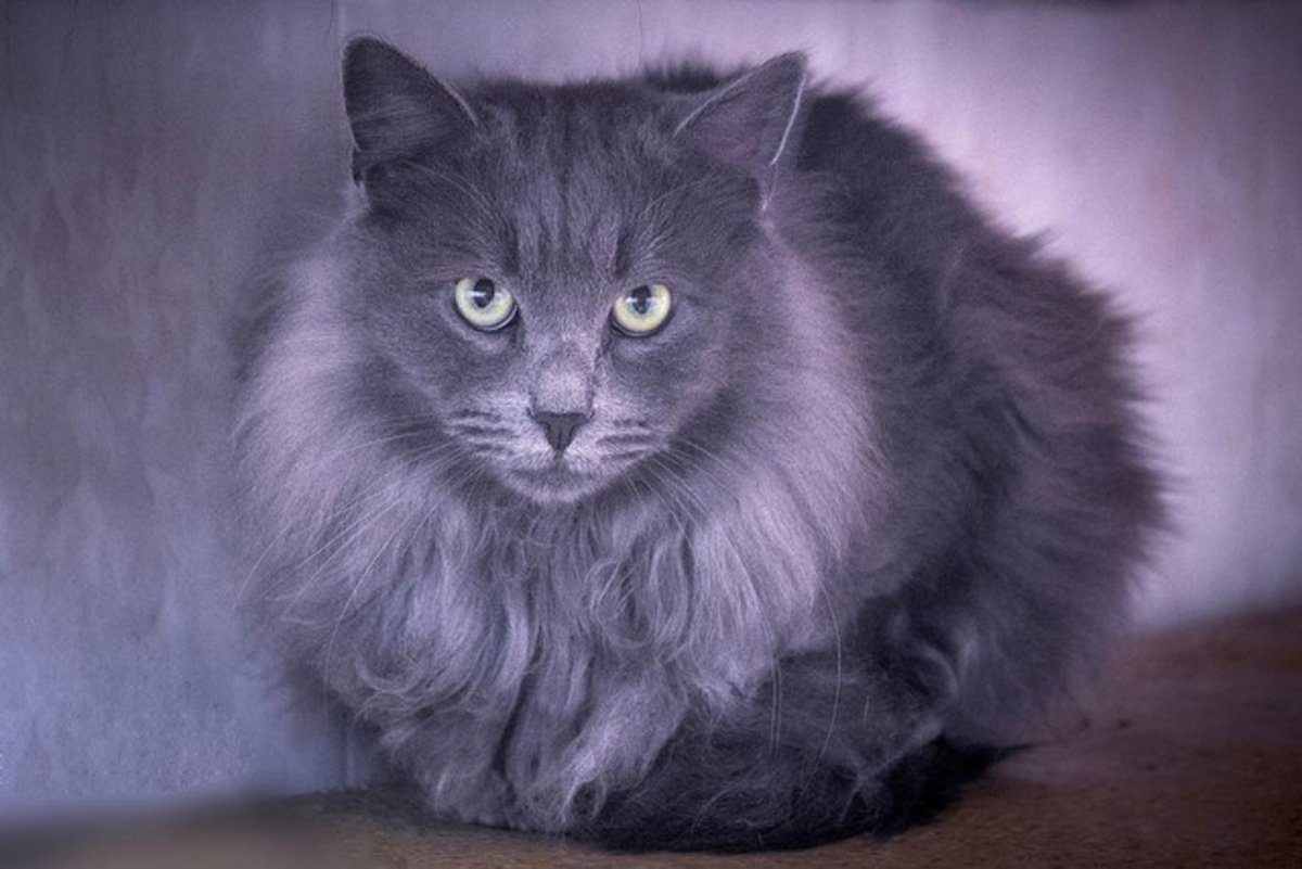 Удивленный серый кот