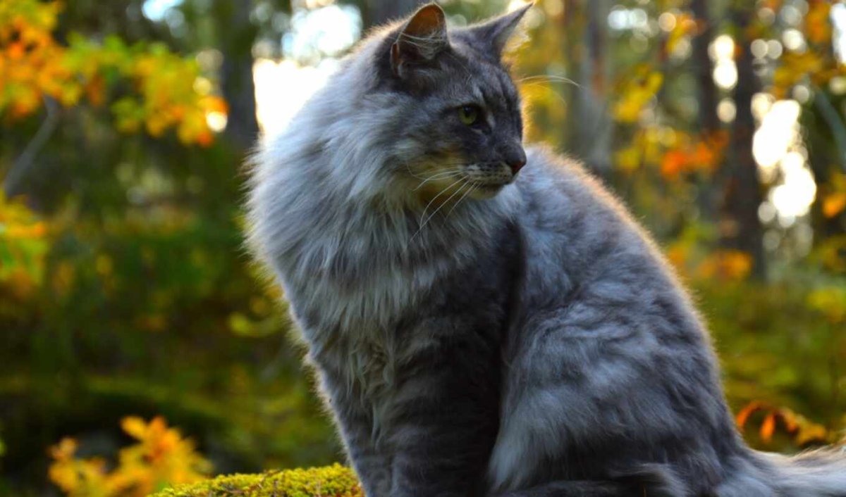 Серый пушистый кот