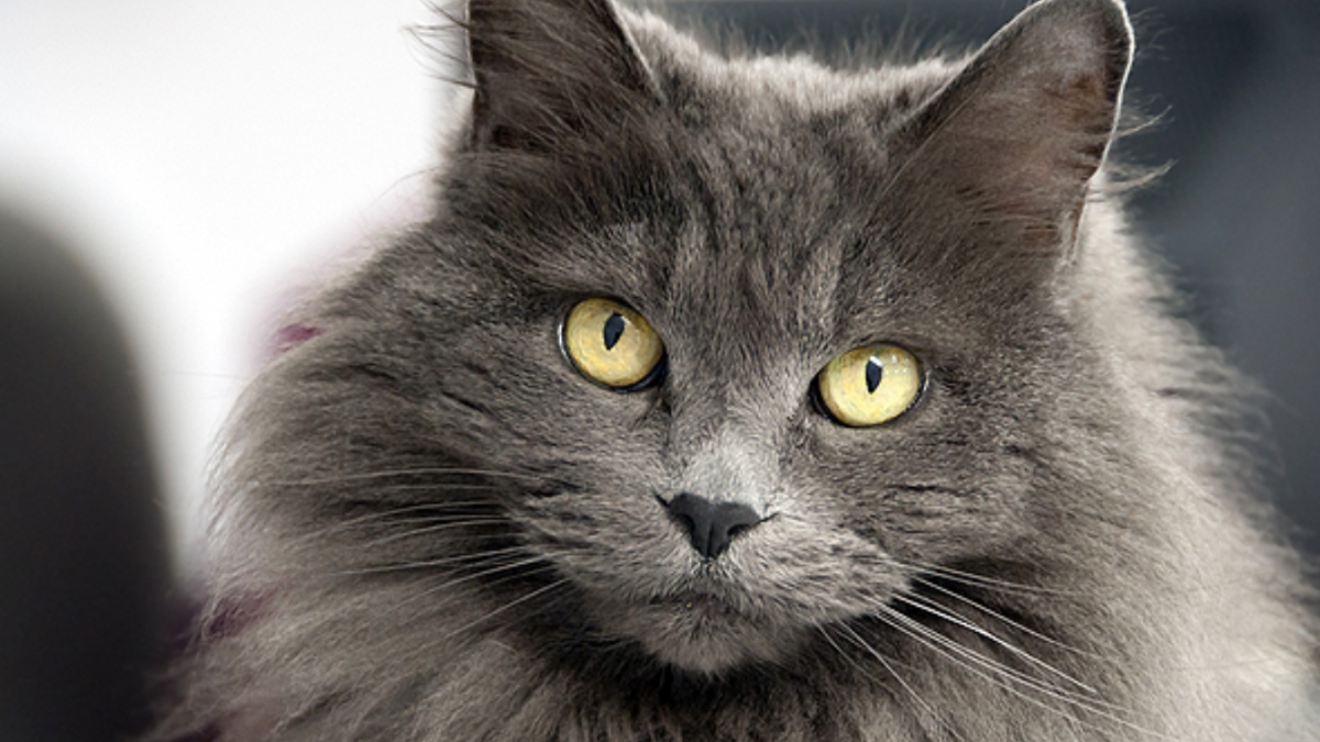 Мейн кун серый