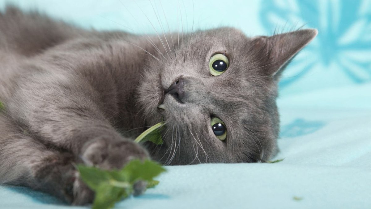 Обои на телефон с котами Нибелунгами с желтыми глазами