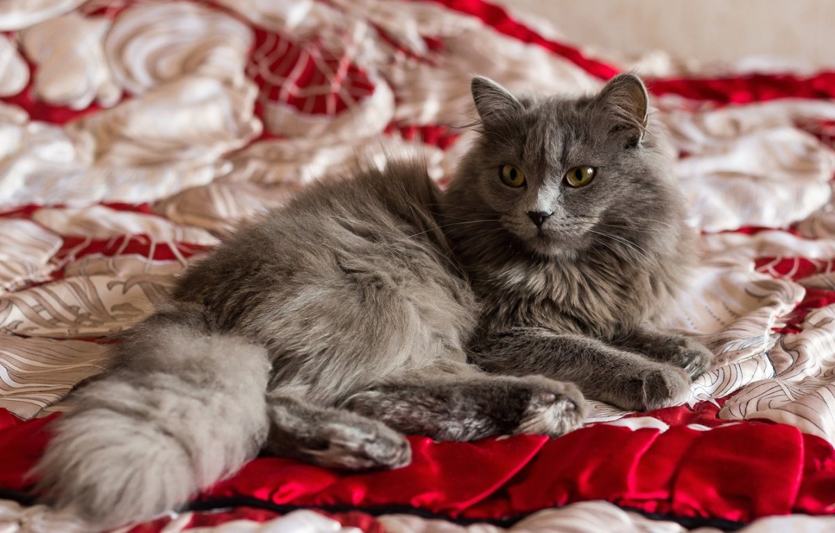 Нибелунг кошка