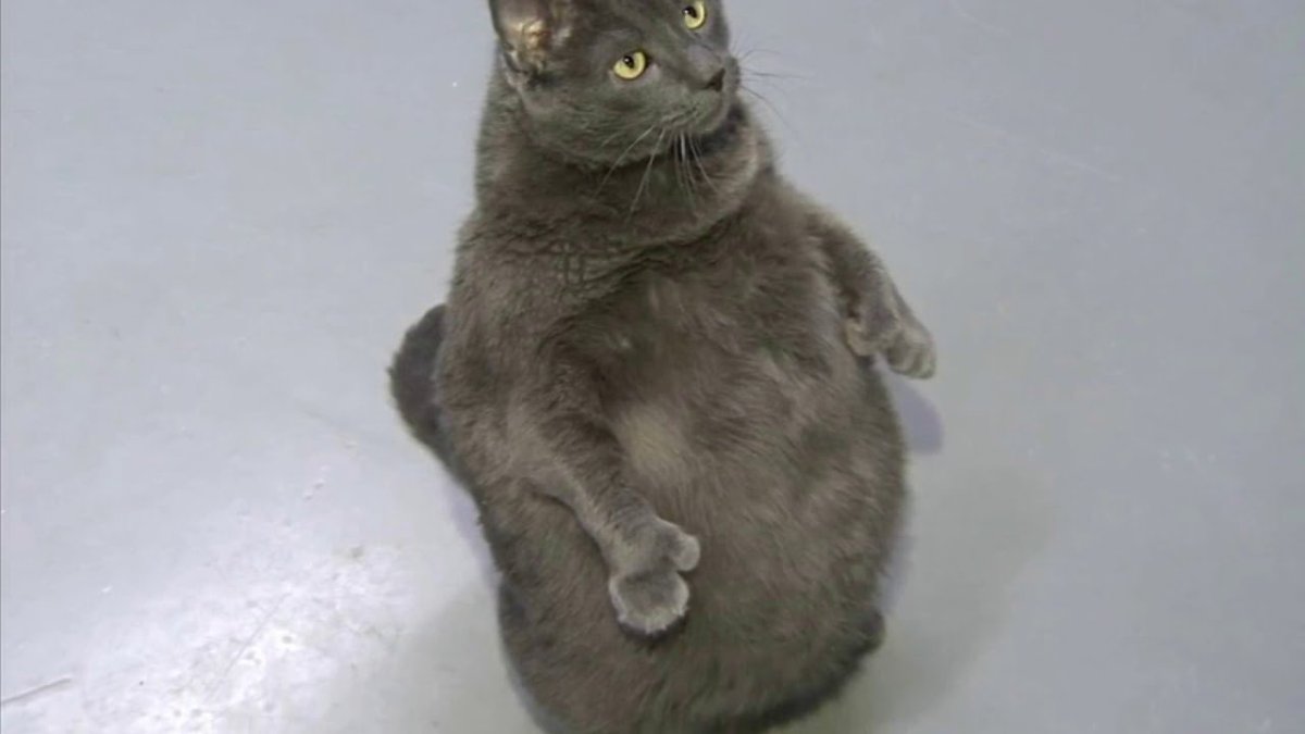 Нибелунг котята 1 месяц