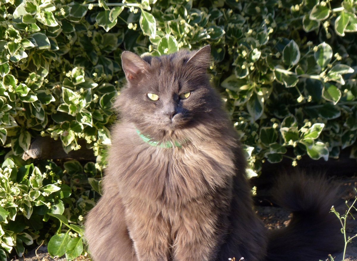 Черная кошка обои