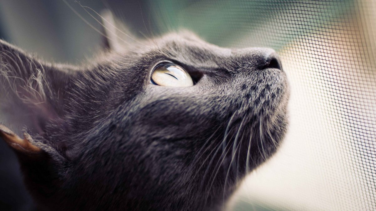 Мистические коты