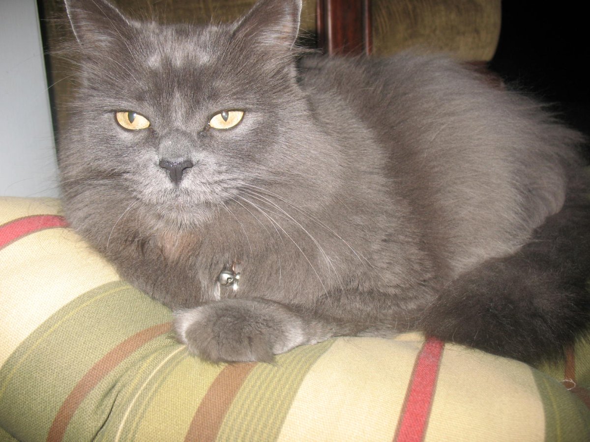 Сибирский Нибелунг