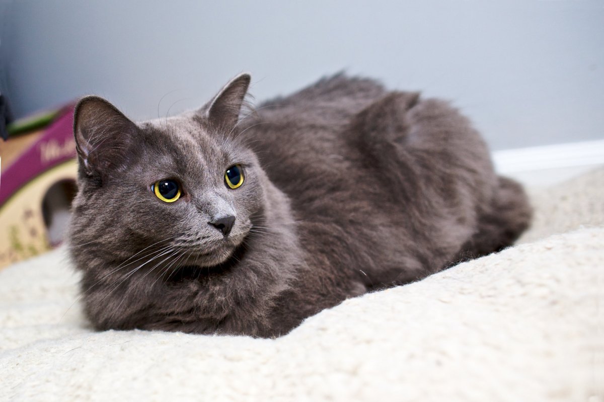 Нибелунг кошка метис