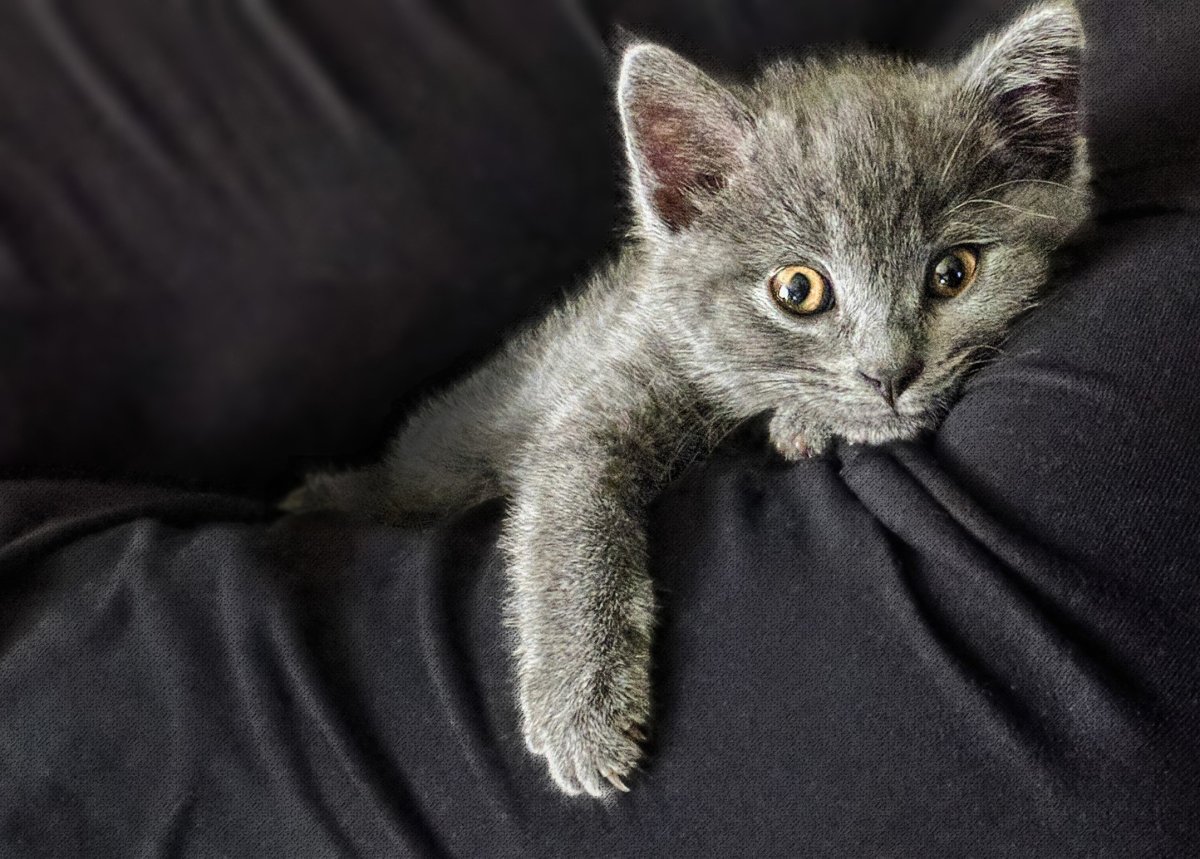 Русская голубая длинношерстная Нибелунг