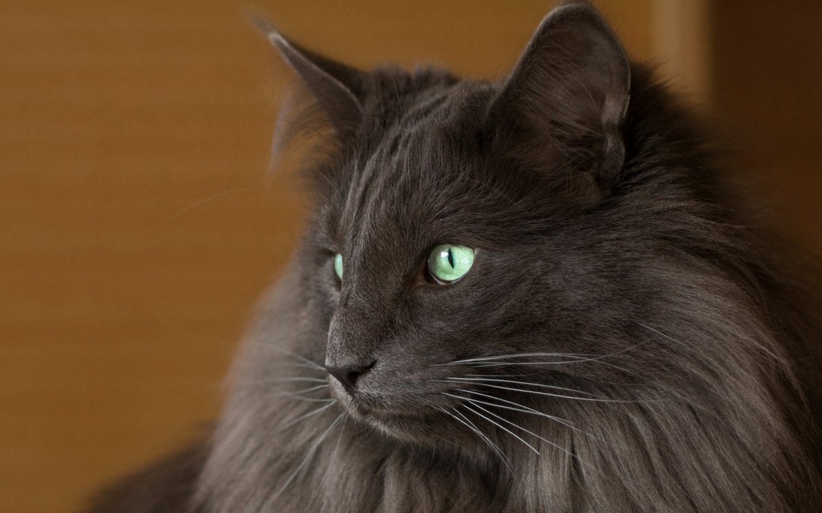 Нибелунг рыжий