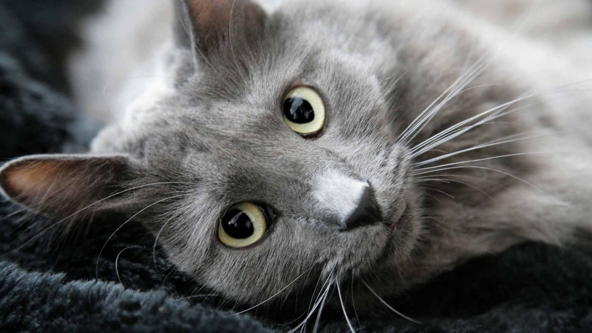 Милые Мейн-куны чёрные