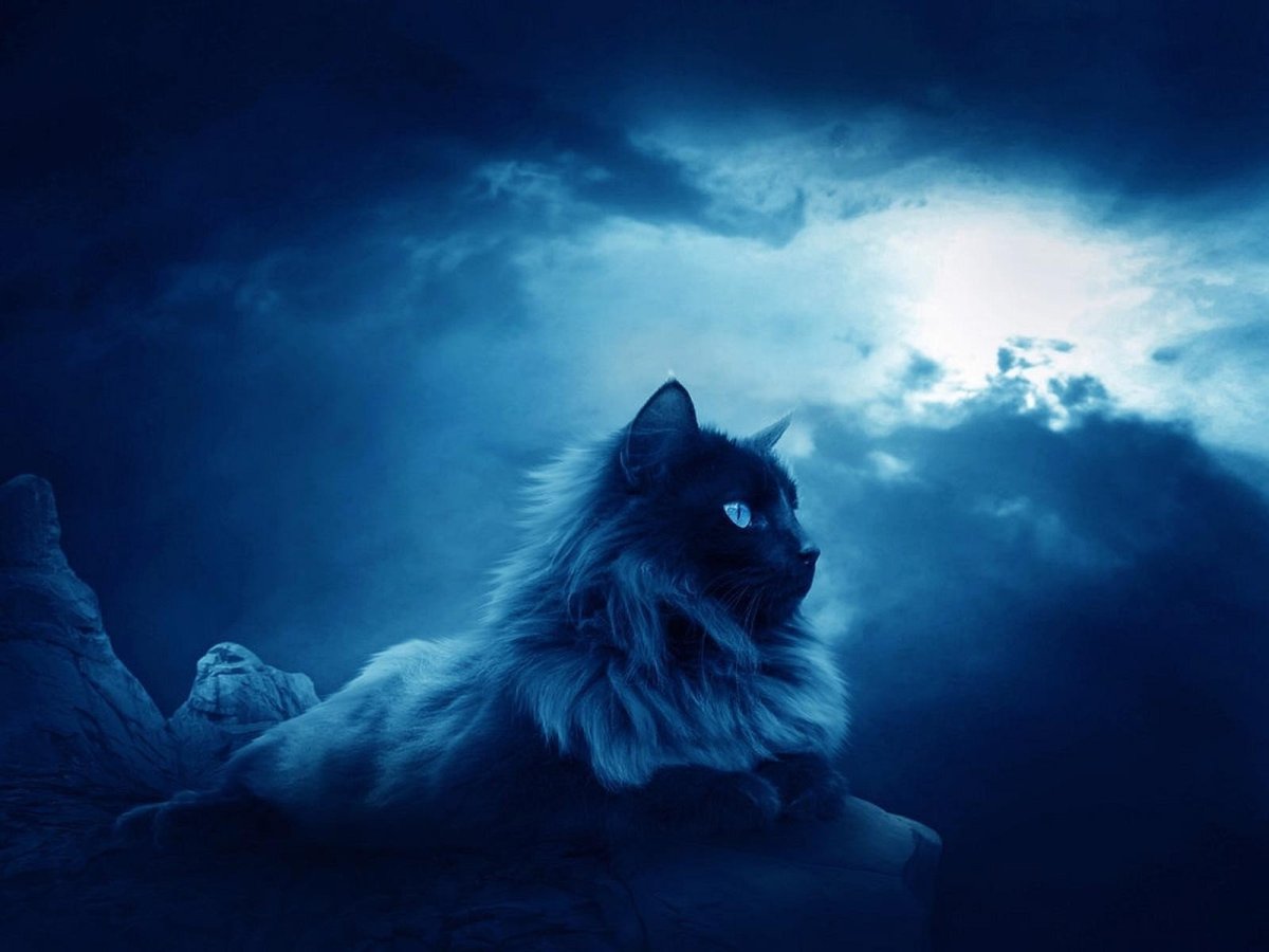 Кот Нибелунг