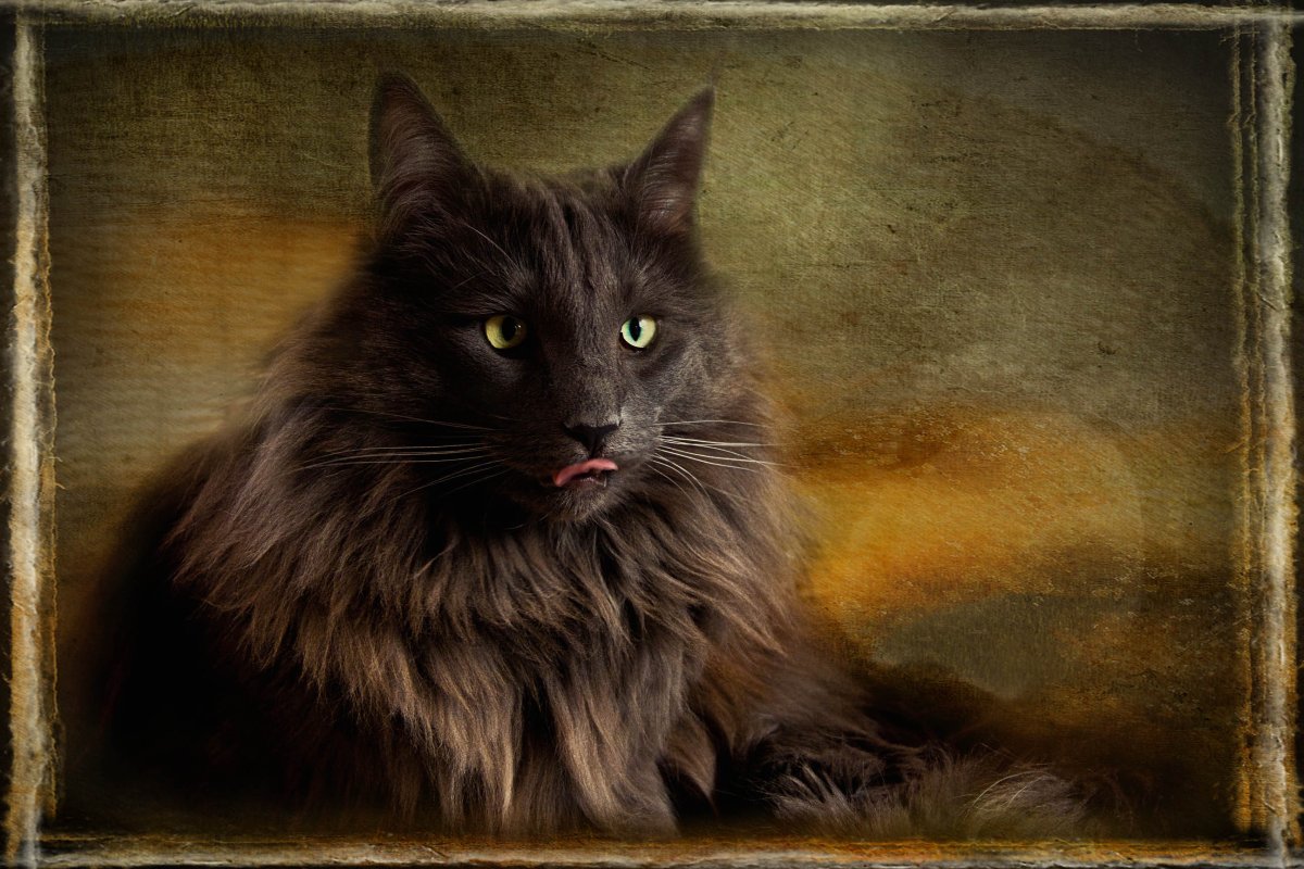 Лесной кот Нибелунг