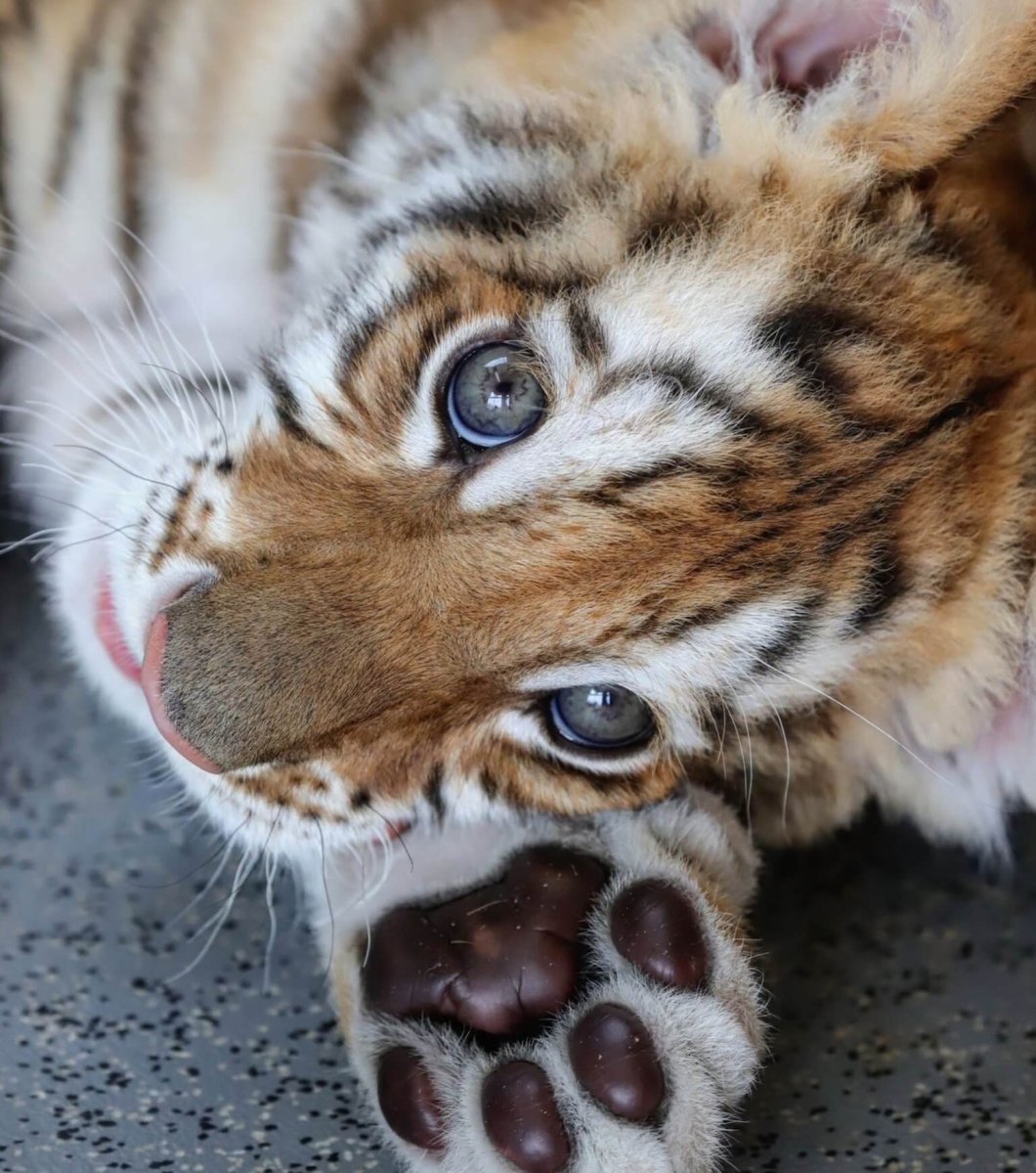 Маленький Тигренок