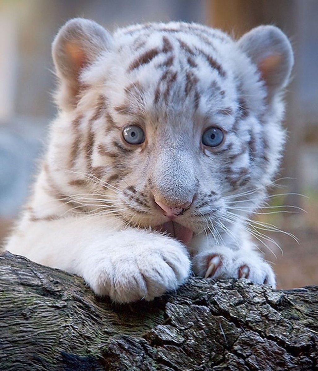 Амурский тигр белый Тигрёнок