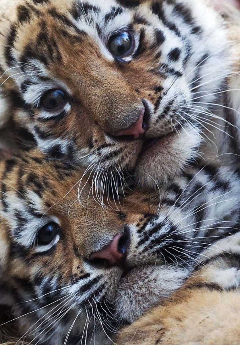 Милые тигрята
