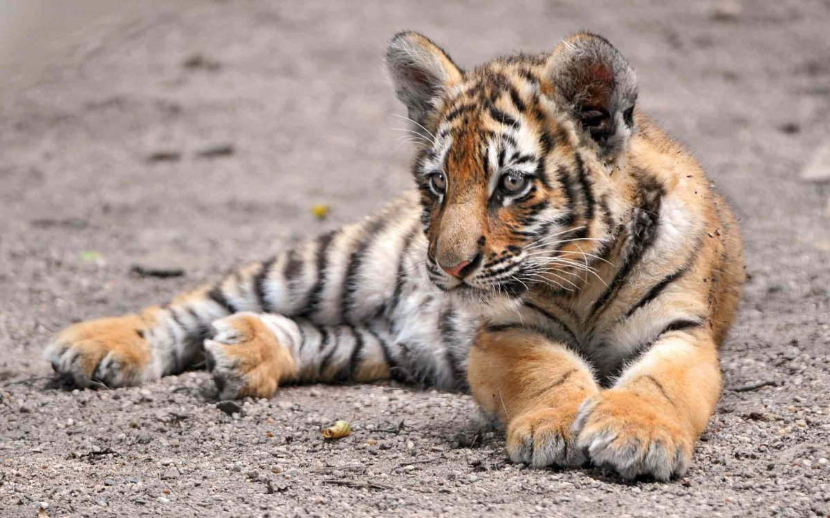 Амурский тигр маленький