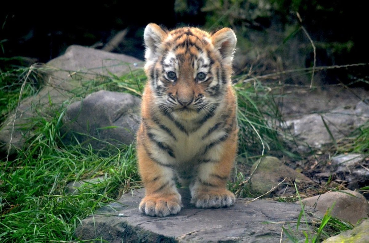 Амурский тигр маленький