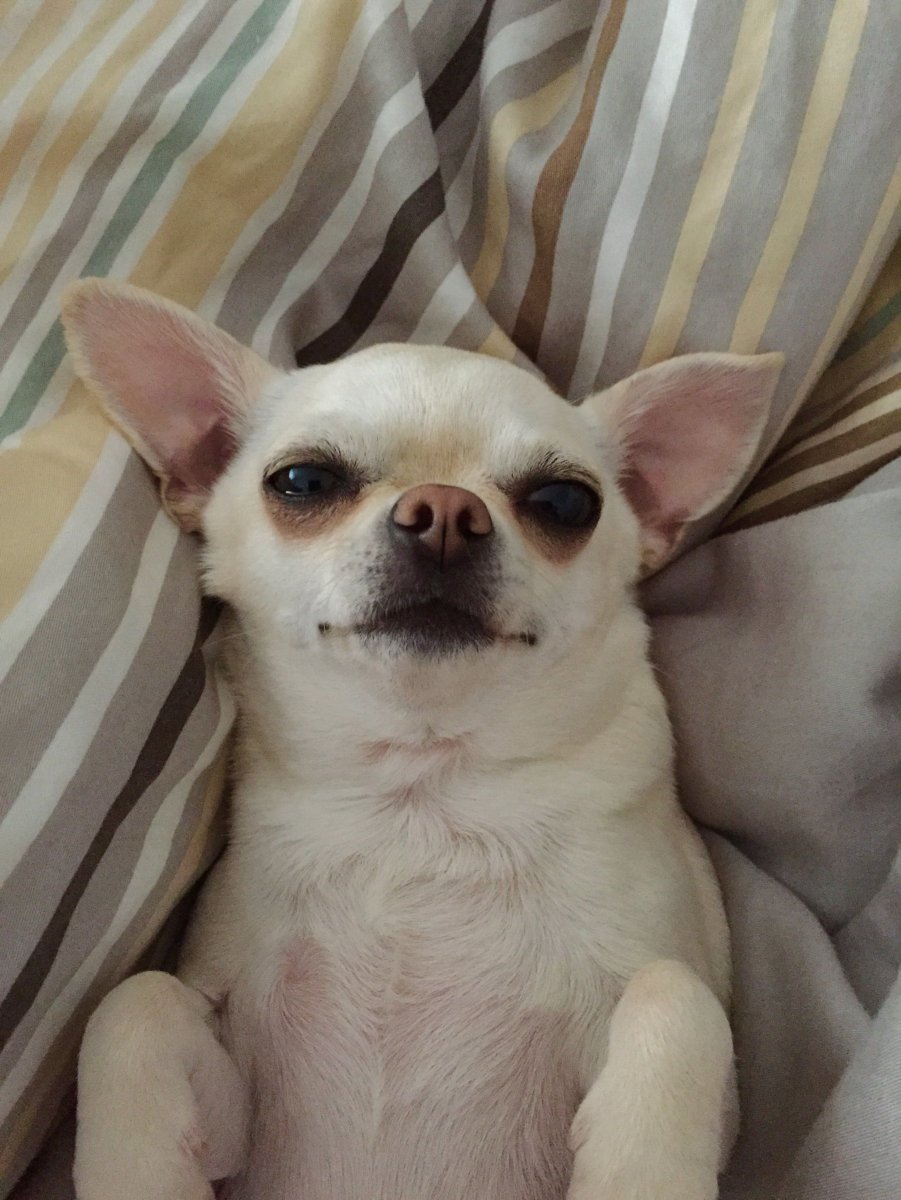 Чихуахуа Эстетика