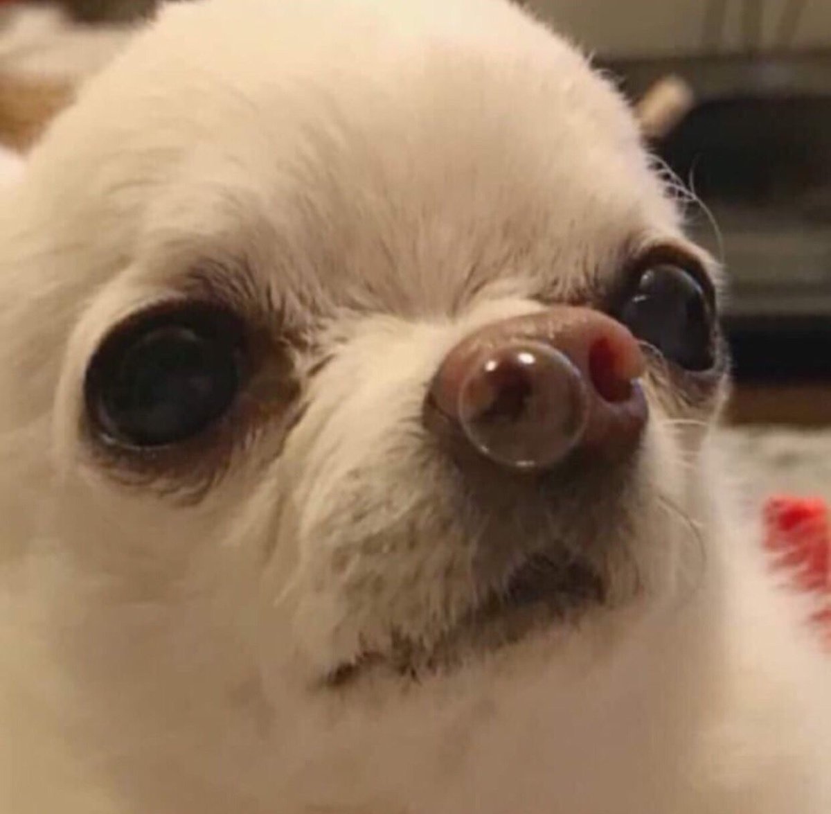 Чихуахуа Чивава