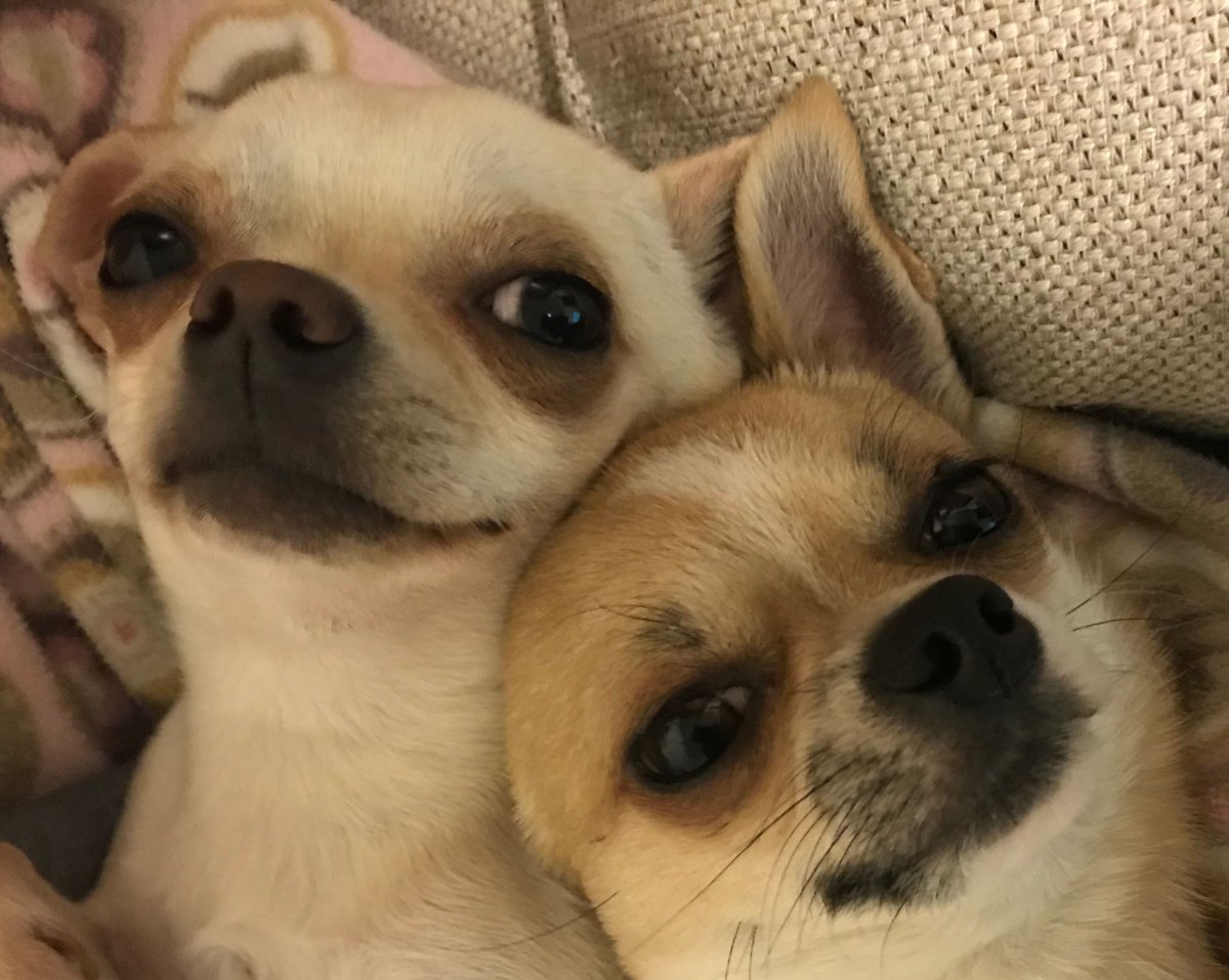 Чихуахуа любовь