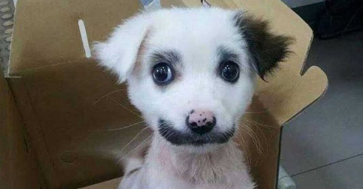 Собака с поднятой бровью