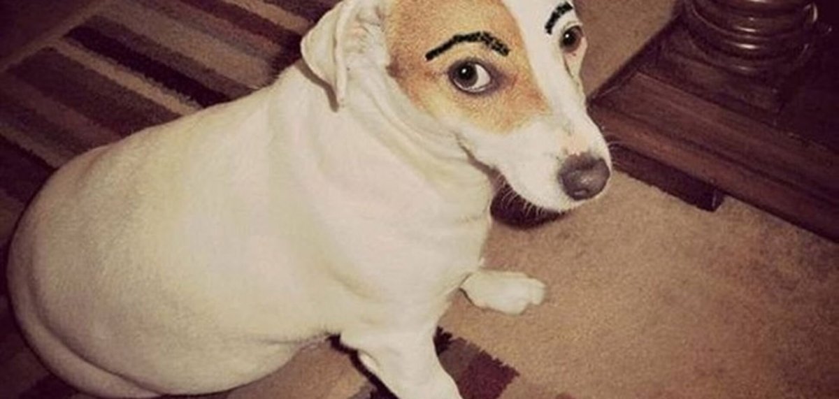 Злая собака чихуахуа