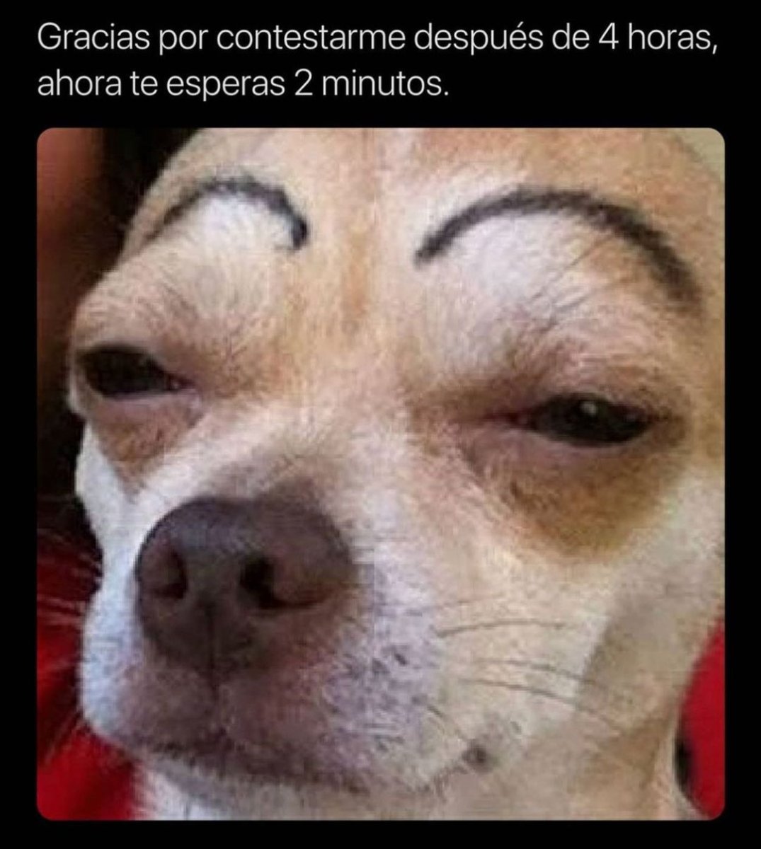 Чихуахуа мексиканец