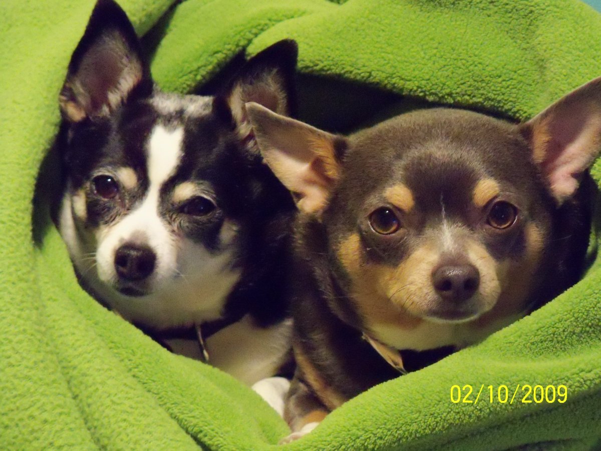 Элли чихуахуа