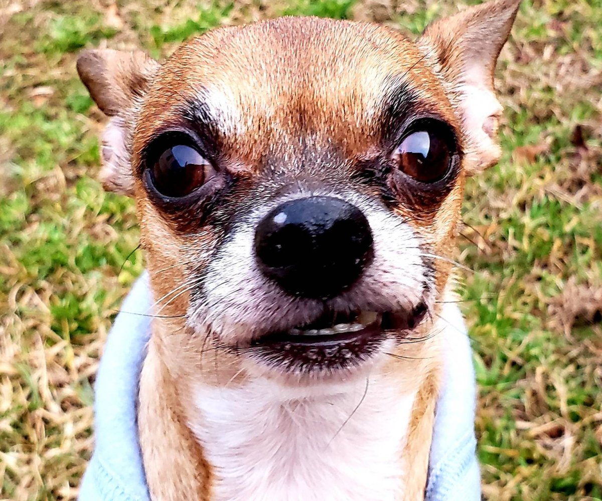 Смешные чихуахуа