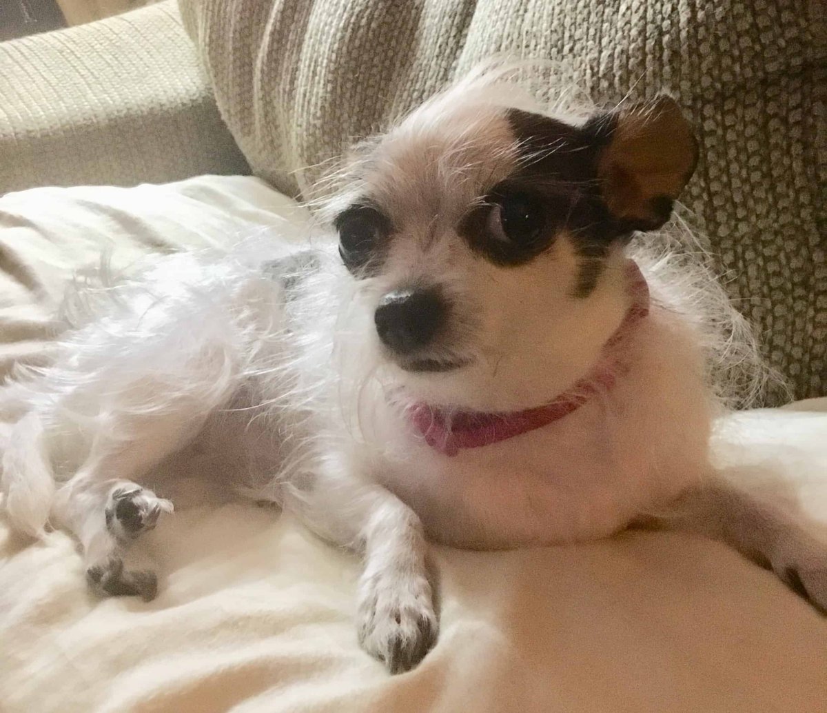 Чихуахуа с бровями