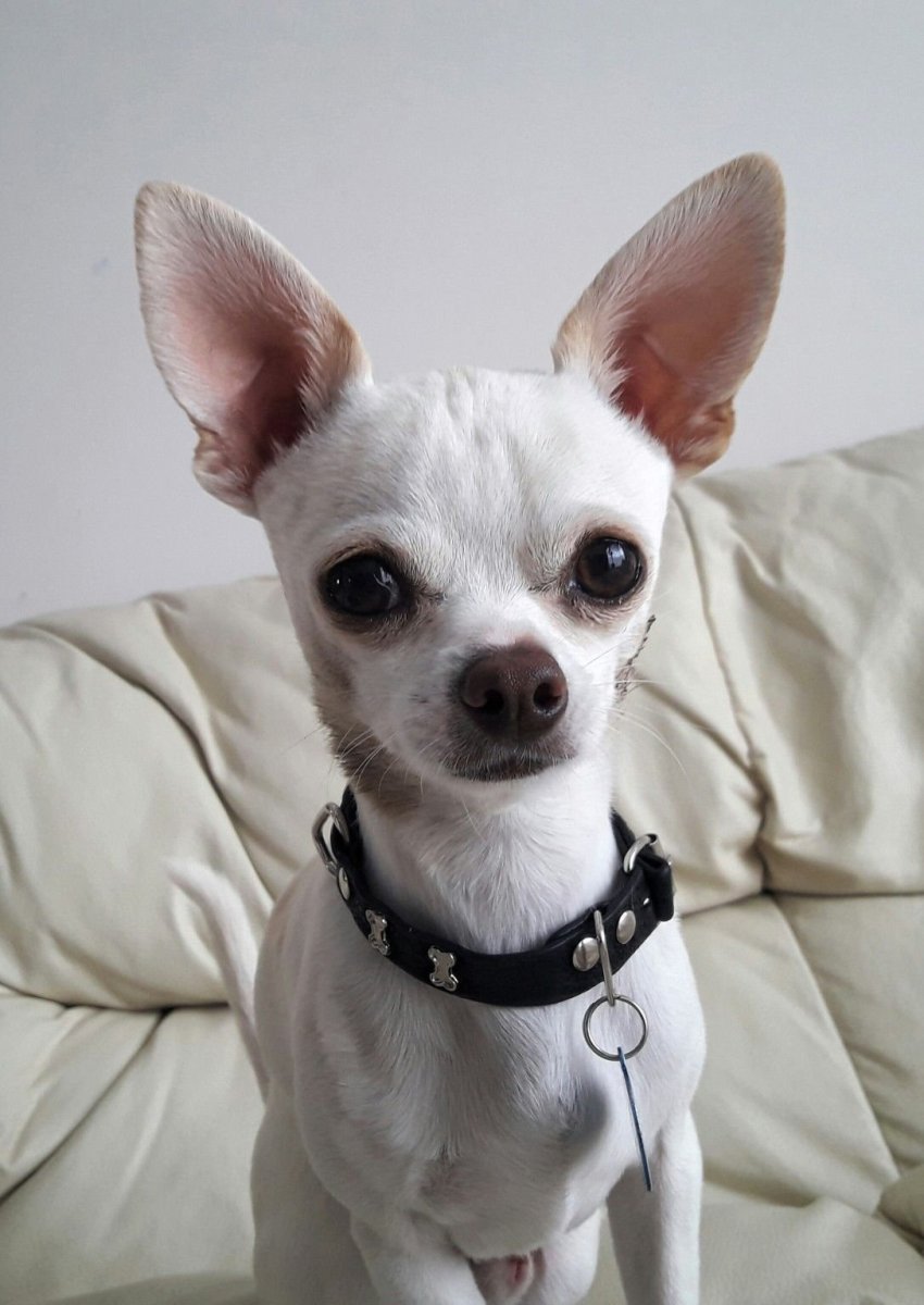 Чихуахуа бесшерстная