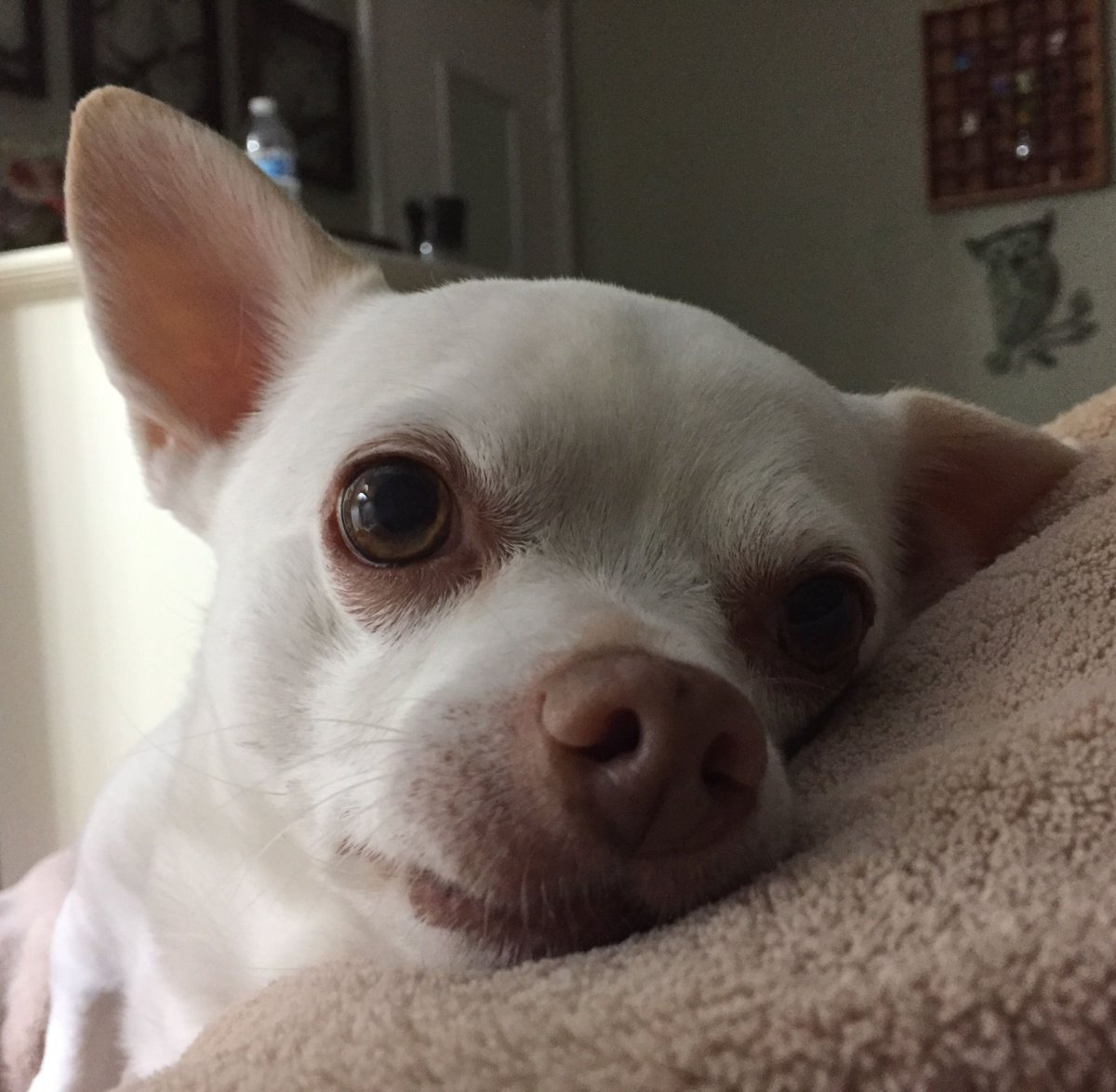 Собачка с накрашенными бровями