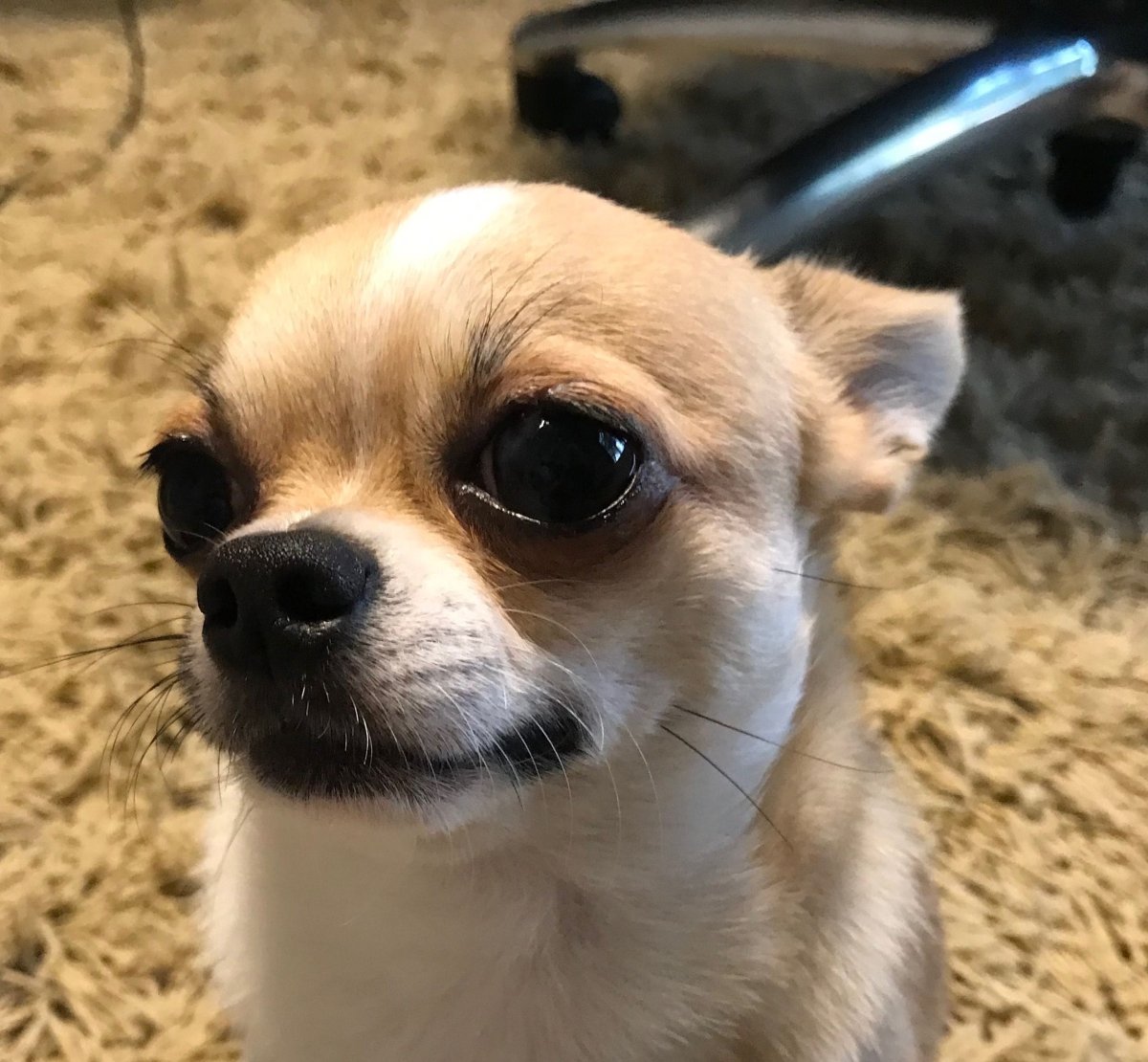 Гимн чихуахуа