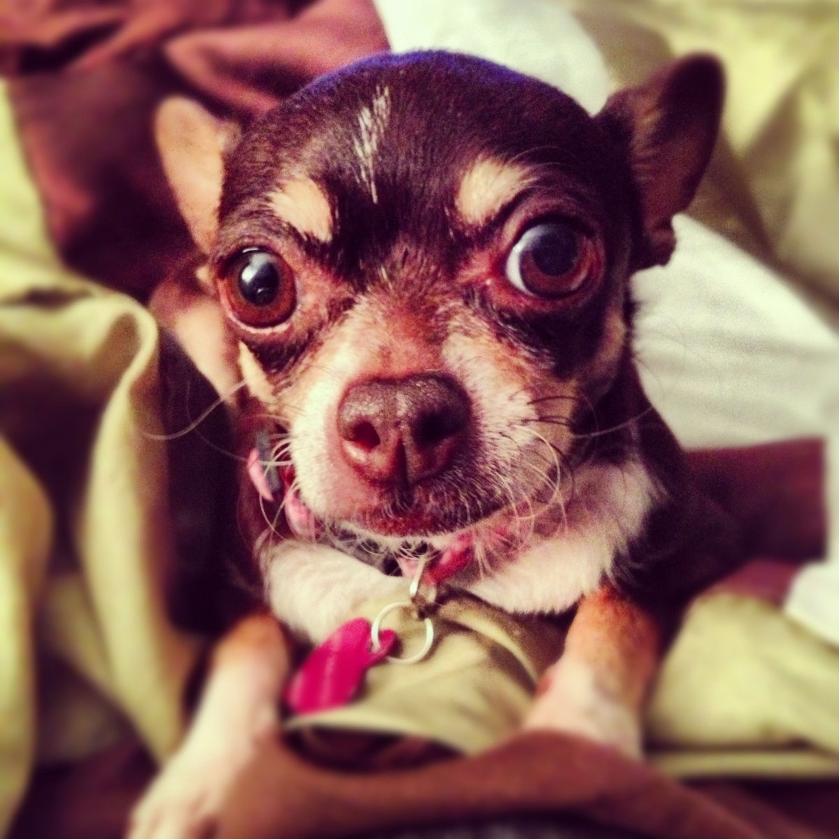 Чихуахуа коровка