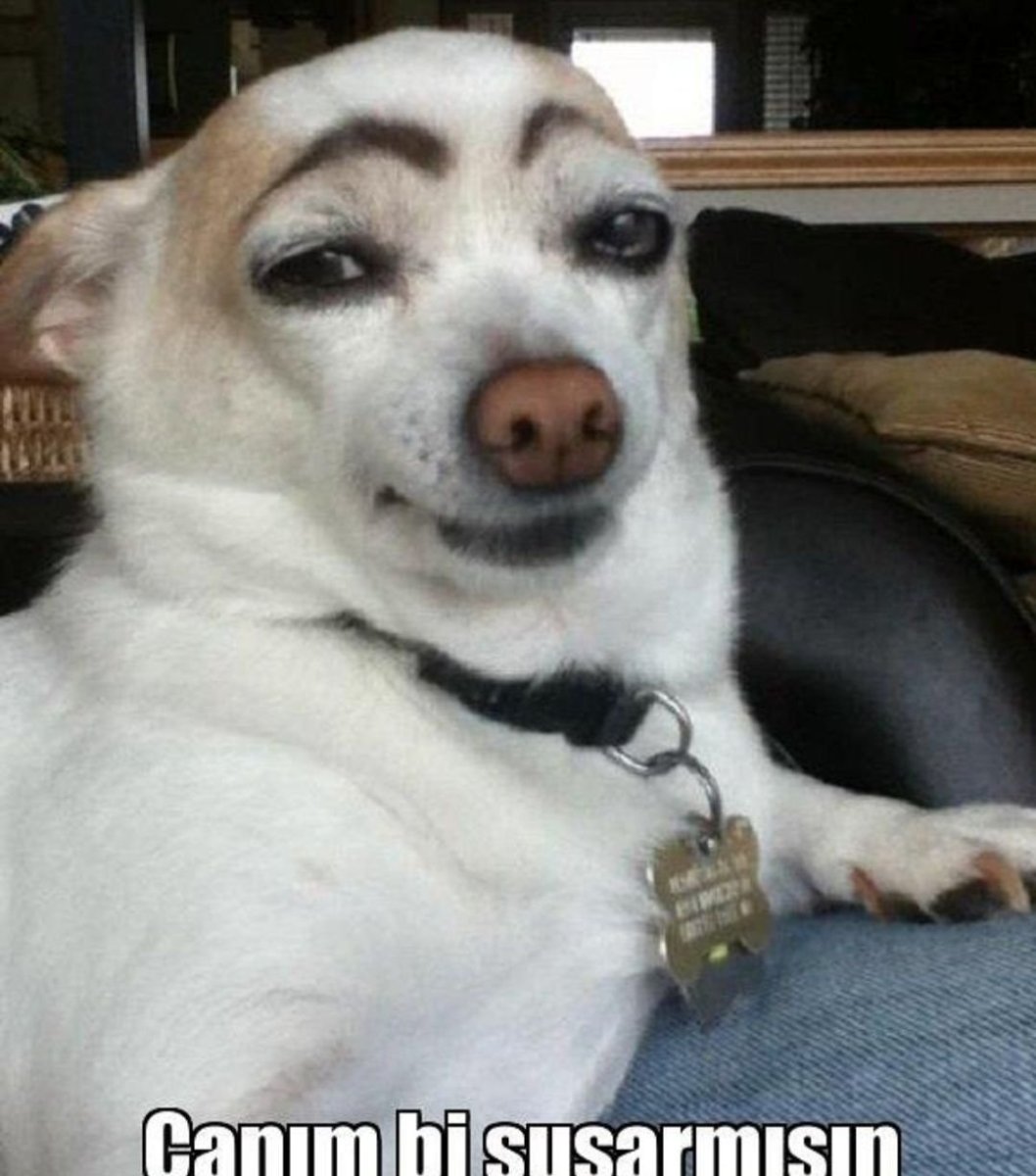 Собачка с черными бровями