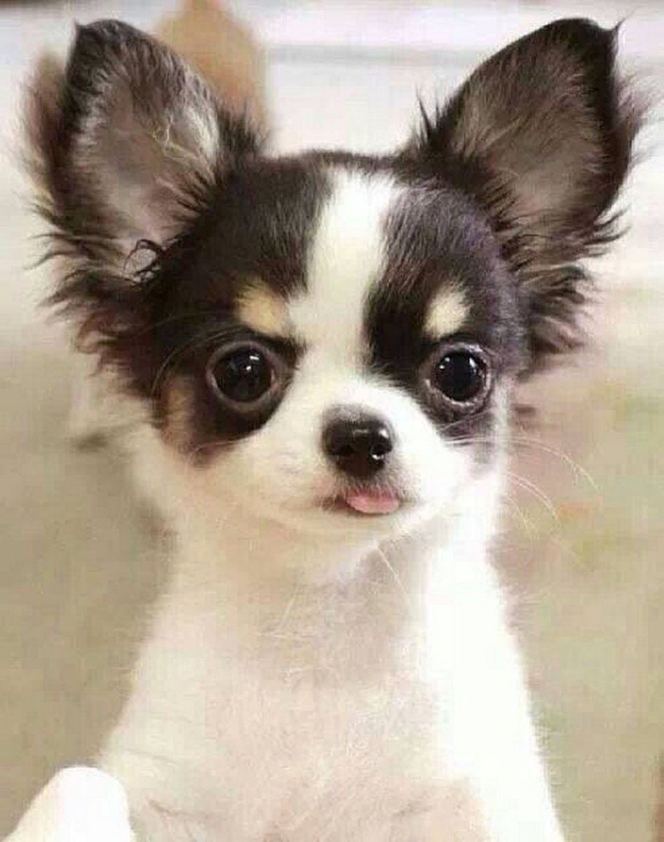 Чихуахуа Хуа пушистая