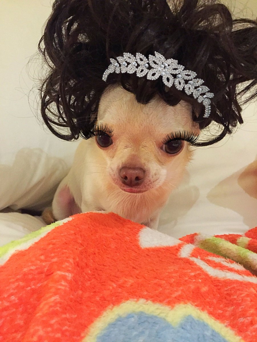 Смешные чихуахуа