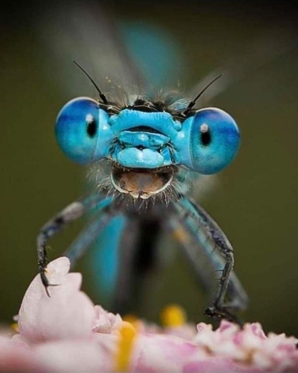 Сине зелёная Стрекоза