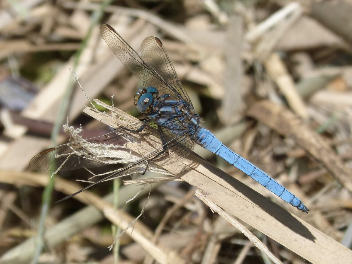 Coenagrion ornatum