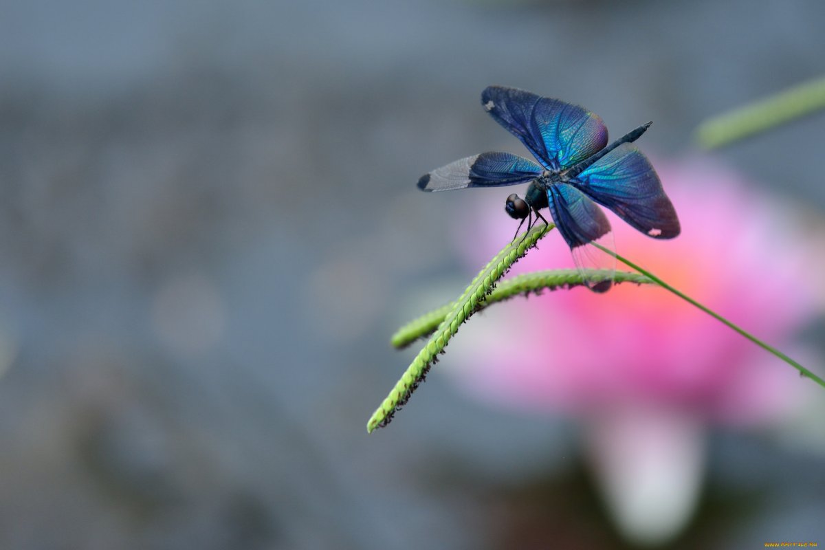 Стрекоза Радужница