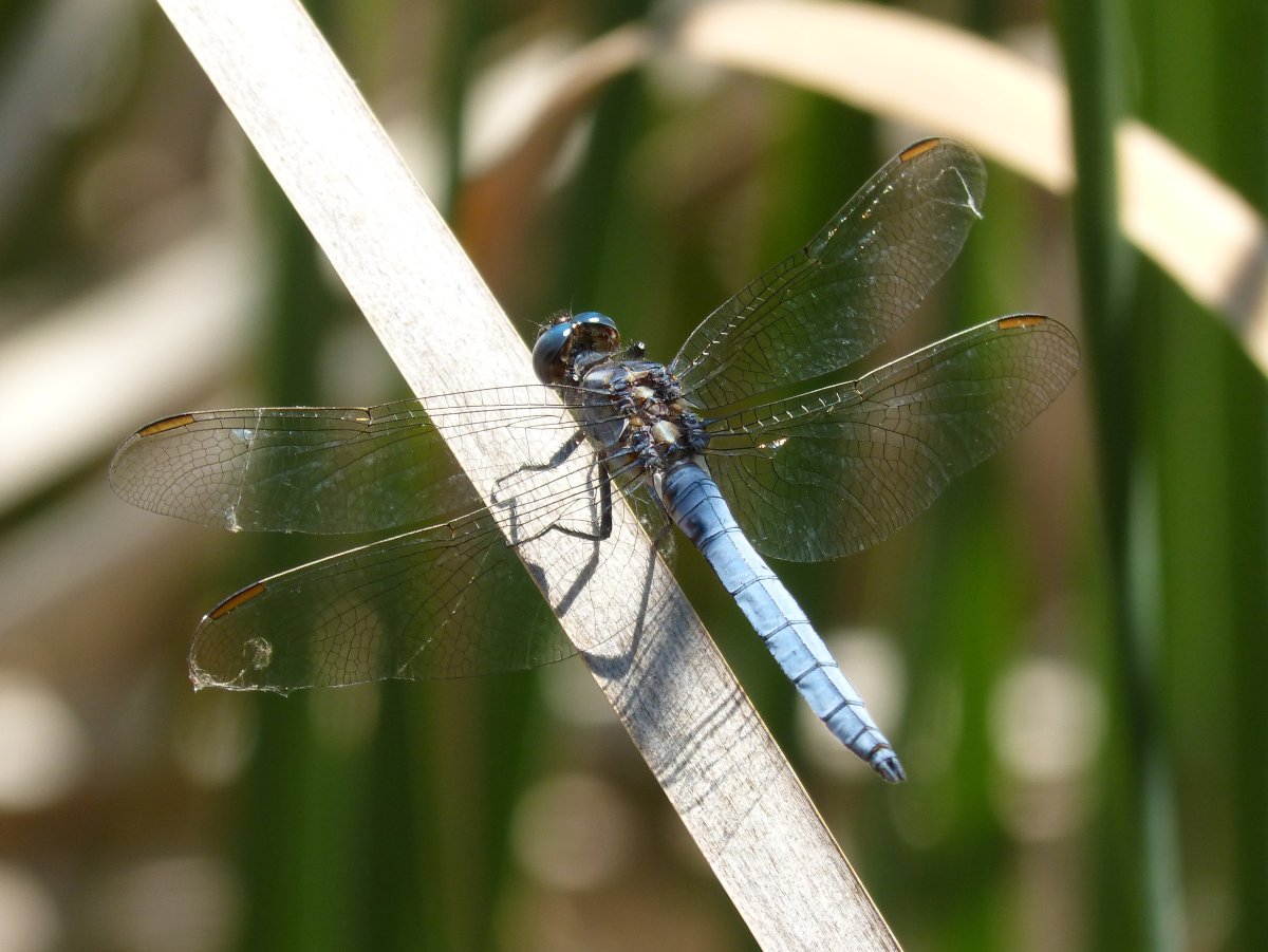 Orthetrum coerulescens