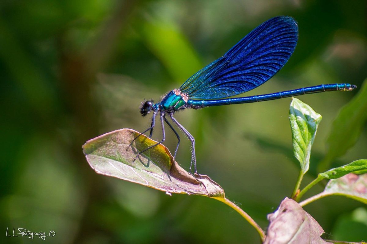 Михаил пришвин голубая Стрекоза