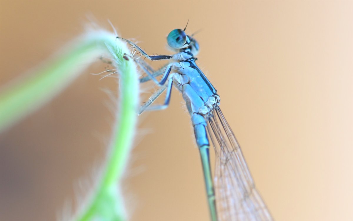 Стрекоза Макросъемка