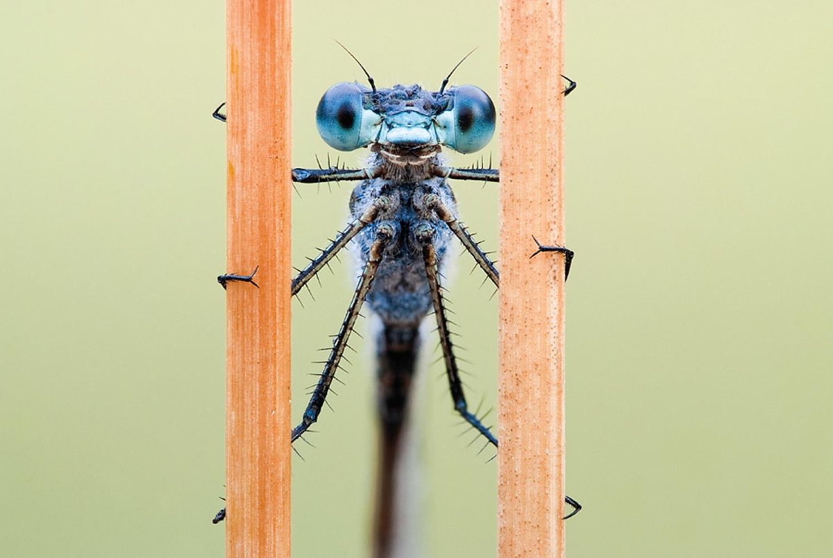 Насекомые на рабочий стол