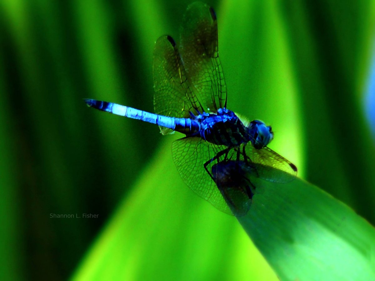Стрекоза коричнево-голубая