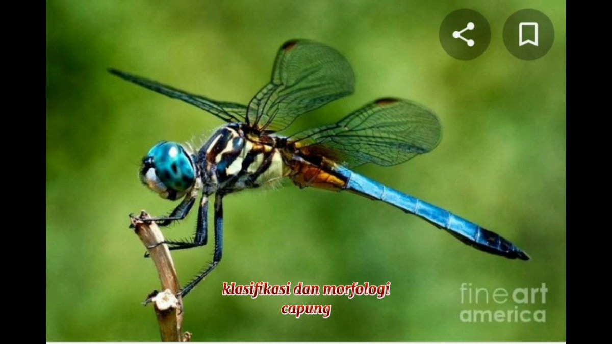 Равнокрылые Стрекозы