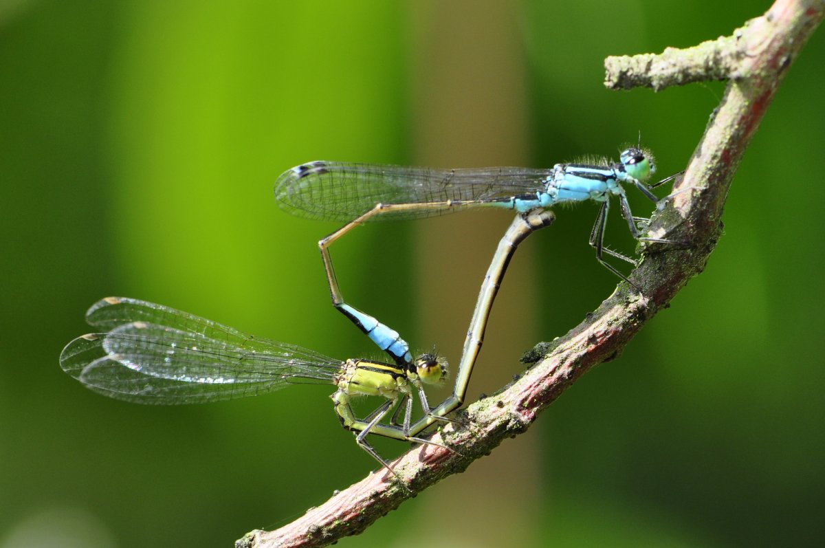 Насекомое с синими глазами